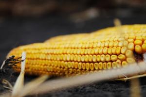 Україна на 40% збільшила експорт кукурудзи