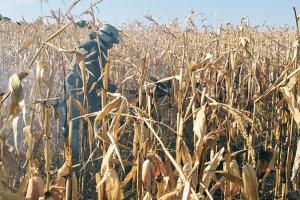 На Полтавщині згоріло 60 га кукурудзи