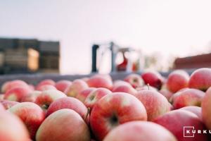 Експерти прогнозують зниження ціни на яблука