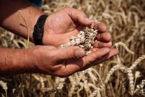 Цього року Україна встановить рекорд з експорту пшениці — прогноз