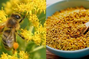 Ціни на бджолиний пилок в Україні впали більше, ніж в чотири рази