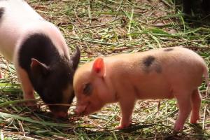 На фермі Запоріжжя від АЧС загинули свині