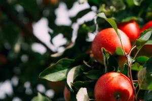 Фермер спрогнозував ціни на вітчизняні яблука