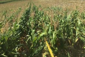 Стан посівів кукурудзи в США значно гірший ніж минулого року — USDA