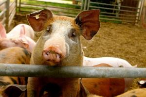 Через АЧС на фермі знищили 4 тисячі свиней