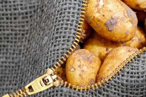 Вчені представили новий сорт картоплі з коротким терміном вегетації