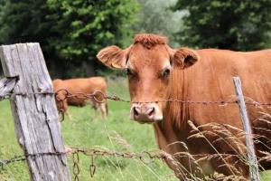 ФАО перевірить використання антибіотиків у тваринництві 