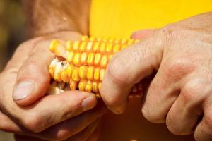 Подорожчання української кукурудзи не посилило торгівлю