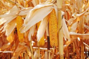 Аграрії намолотили 10 млн тонн кукурудзи