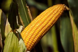 Темпи збирання кукурудзи в США відстають від минулорічних — USDA