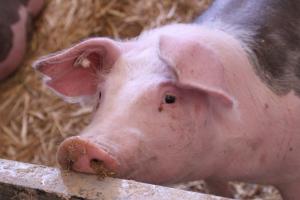 В Україні раптово зросла ціна на живець свиней