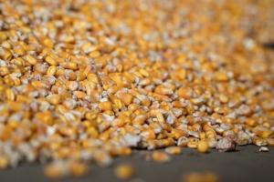 Експорт кукурудзи з України зріс на 40%