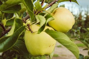 Україна побила трирічний рекорд з імпорту яблук
