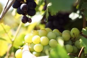 Урожайність винограду значно знизилася через посуху