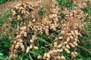 Фермерам розповіли про переваги вирощування арахісу