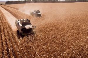 Врожай зернових може досягти 80 млн т — НБУ