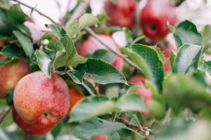 Торговельні мережі можуть перейти з українських яблук на імпортні — думка