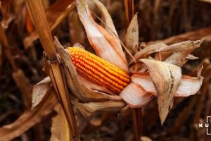 Темпи збору кукурудзи в США найнижчі за останні 5 років — USDA