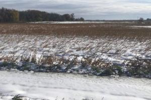 Сніг заблокував збір кукурудзи та сої в США