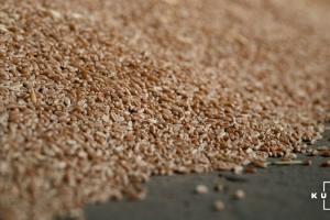 Україна експортувала понад 15 млн тонн зерна