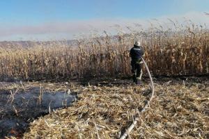 Рятувальники ліквідували загорання кукурудзяного поля на Київщині
