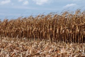 В Україні змінилися області-лідери за обсягом намолоченого зерна