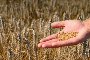 Ціни на пшеницю в Україні зростатимуть протягом найближчих двох тижнів — прогноз
