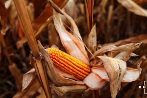 Через засуху врожайність кукурудзи на Житомирщині знизилась на 30% — фермерка