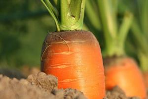 За додаткову переробку моркви можна отримати до 50% більшу ціну