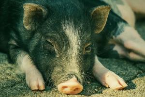 Реалізація свиней на забій збільшилася на 5%