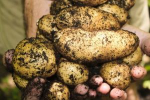 Професійні господарства зібрали на 20% менше картоплі
