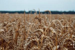 Визначили найстійкіші до твердої сажки сорти озимої пшениці