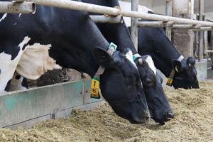 Волинське господарство планує збільшити поголів’я корів