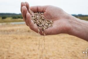 Ціна на Чорноморську пшеницю продовжить зміцнюватися — трейдери