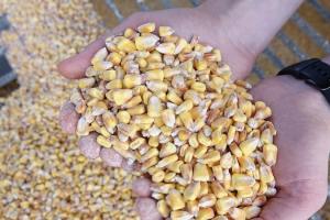 Україна експортувала 18 млн т зерна та борошна за 2019/20 МР