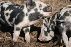 Поголів’я свиней наступного року скоротиться на 20% — Паламар