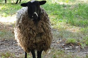 Херсонщина традиційно стала лідером у вівчарстві