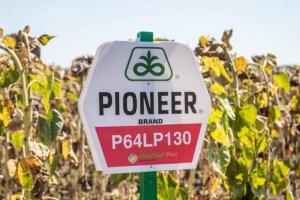 Насіння Pioneer продаватимуть під товарний кредит — джерело