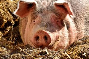 В Україні зросли обсяги промислової переробки свинини