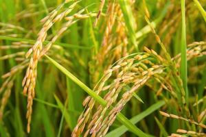 Херсонщина стала лідером з урожайності рису