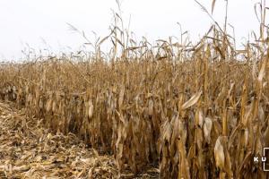 Аграріям залишилось зібрати 5% зернових та зернобобових