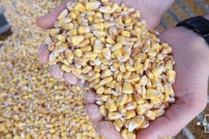Україна збільшила поставки зерна на зовнішні ринки