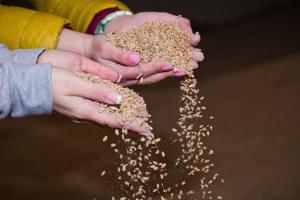 ФАО прогнозує рекордний урожай зернових у світі