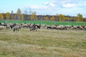 На Прикарпатті запрацювала ферма з вирощування овець