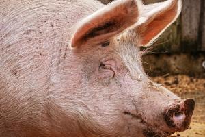 Ціни на живця свиней стабілізувалися
