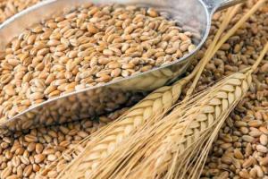 USDA збільшив прогноз виробництва пшениці в Україні