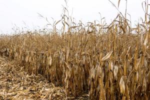 USDA знизив прогноз виробництва кукурудзи в США та Україні