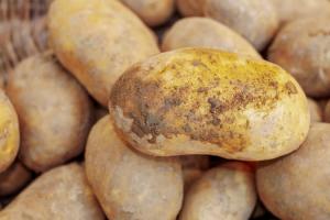 До України під виглядом білоруської картоплі завозять російську