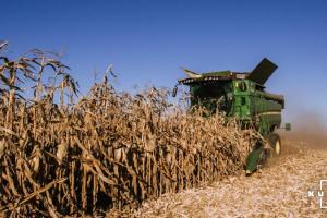 Темпи збору кукурудзи в США поступаються минулорічним на 17% — USDA