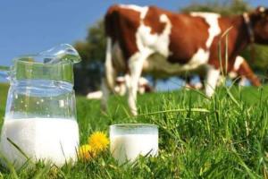 Виробництво молока вперше за роки незалежності буде менше 10 млн тонн